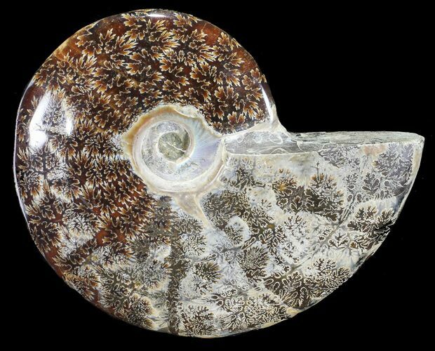 Polished, Agatized Ammonite (Cleoniceras) - Madagascar #54535